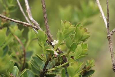 Ilex microphylla, photographed by Andrés Ramírez-Barrera