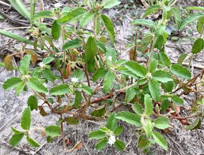Croton glandulosus, photographed by Lauren Gillett