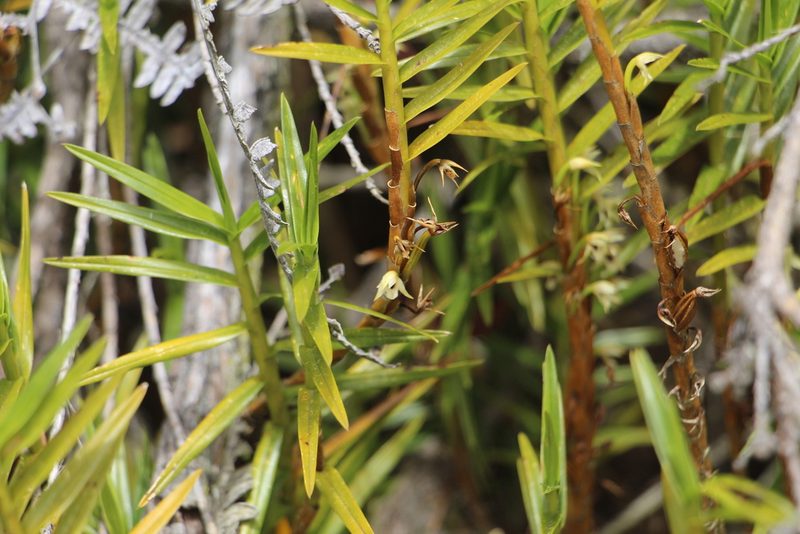 Maxillaria graminifolia, photographed by Andrés Ramírez-Barrera