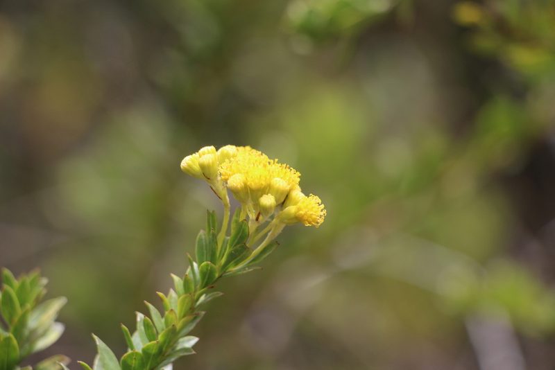 Pentacalia corymbosa, photographed by Andrés Ramírez-Barrera