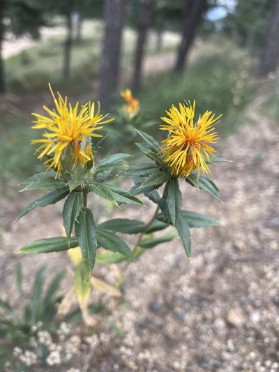 Carthamus tinctorius, photographed by Christine Laney
