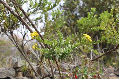Pentacalia corymbosa, photographed by Andrés Ramírez-Barrera