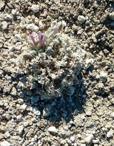 Astragalus phoenix, photographed by Wendy McCrady