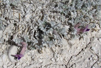 Astragalus phoenix, photographed by Wendy McCrady