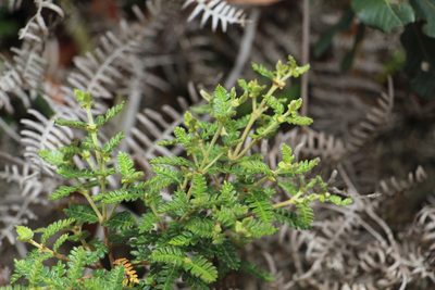 Weinmannia tomentosa, photographed by Andrés Ramírez-Barrera