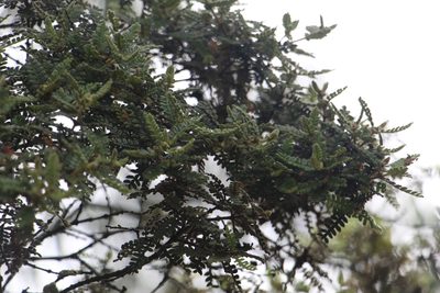 Weinmannia tomentosa, photographed by Andrés Ramírez-Barrera