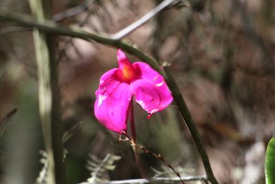 Masdevallia coccinea, photographed by Andrés Ramírez-Barrera