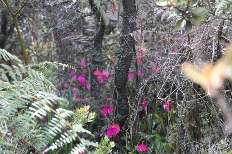 Masdevallia coccinea, photographed by Andrés Ramírez-Barrera