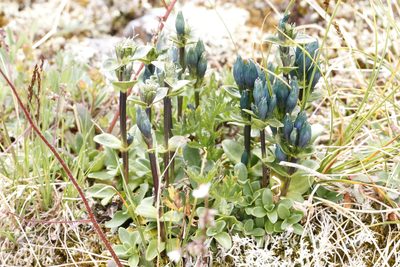 Gentiana glauca, photographed by J Straka