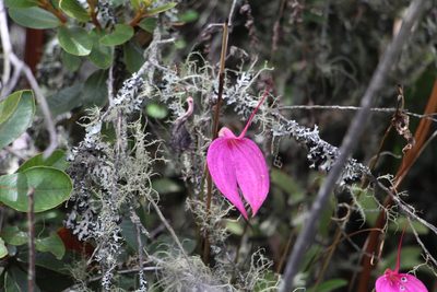 Masdevallia coccinea, photographed by Andrés Ramírez-Barrera