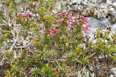 Phyllodoce empetriformis, photographed by J Straka