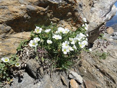 Cerastium alpinum, photographed by Thomas Koffel