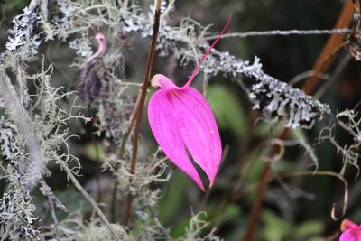 Masdevallia coccinea, photographed by Andrés Ramírez-Barrera
