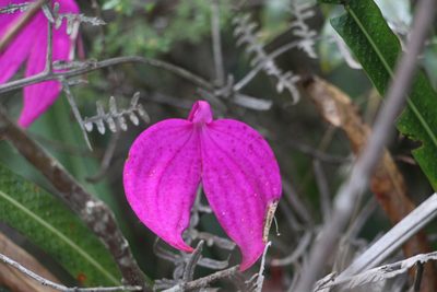 Masdevallia coccinea, photographed by Andrés Ramírez-Barrera