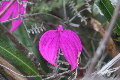 Masdevallia coccinea, photographed by Andrés Ramírez-Barrera