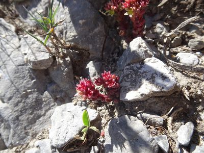 Sedum atratum, photographed by Thomas Koffel