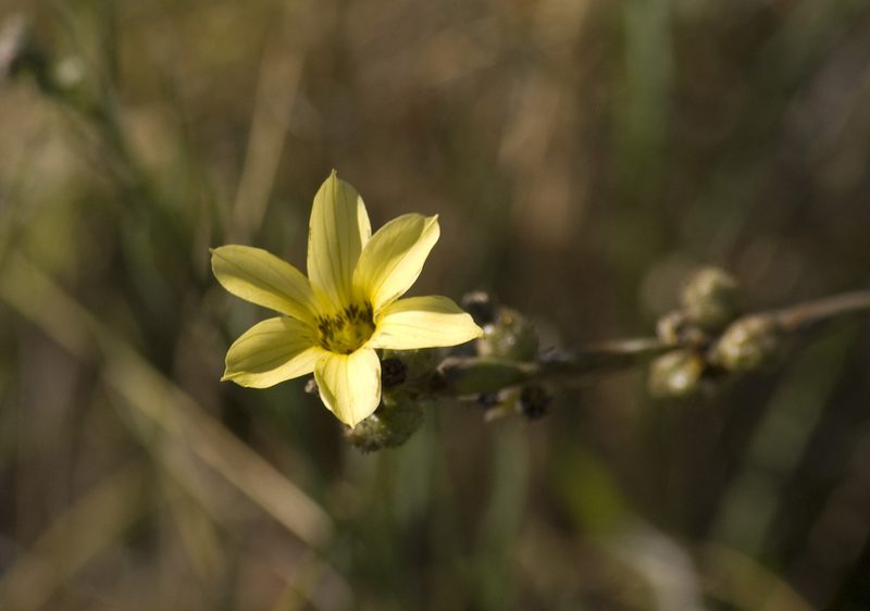 Sisyrinchium arenarium, photographed by Nicolas Olejnik