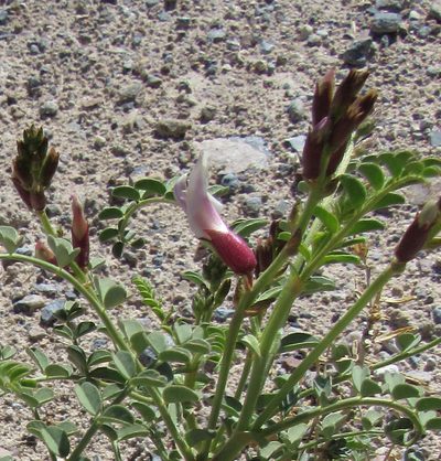Astragalus preussii, photographed by Wendy McCrady