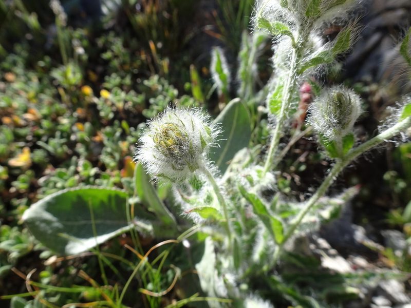 Hieracium villosum, photographed by Thomas Koffel