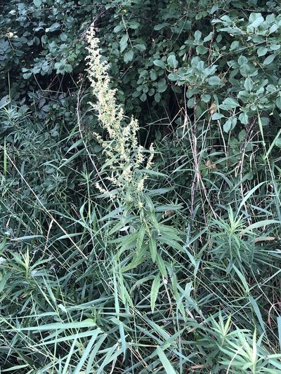 Artemisia serrata, photographed by Bob