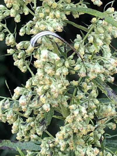 Artemisia serrata, photographed by Bob