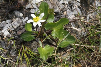 Caltha leptosepala, photographed by J Straka
