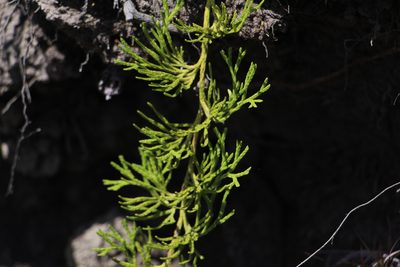 Diphasiastrum thyoides, photographed by Andrés Ramírez-Barrera