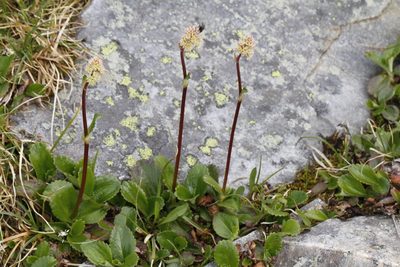 Leptarrhena pyrolifolia, photographed by J Straka