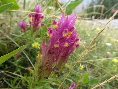 Melampyrum arvense, photographed by Thomas Koffel