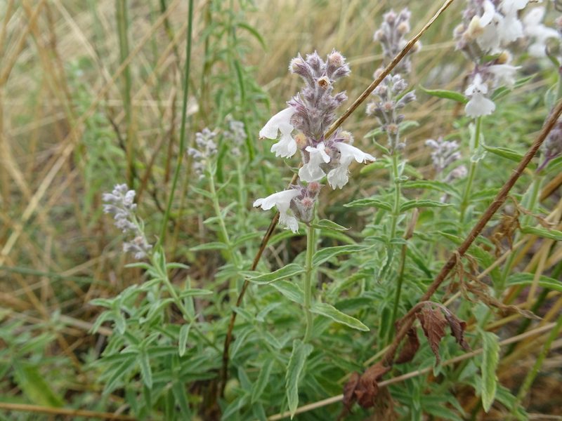Nepeta nepetella, photographed by Thomas Koffel