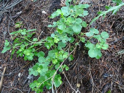 Ononis rotundifolia, photographed by Thomas Koffel