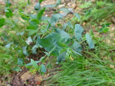 Cerinthe minor, photographed by Thomas Koffel