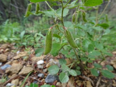 Ononis rotundifolia, photographed by Thomas Koffel