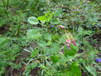 Ononis rotundifolia, photographed by Thomas Koffel