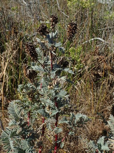 Astragalus pycnostachyus, photographed by joergmlpts