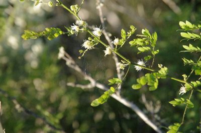 Mimosa malacophylla, photographed by Eric Knight