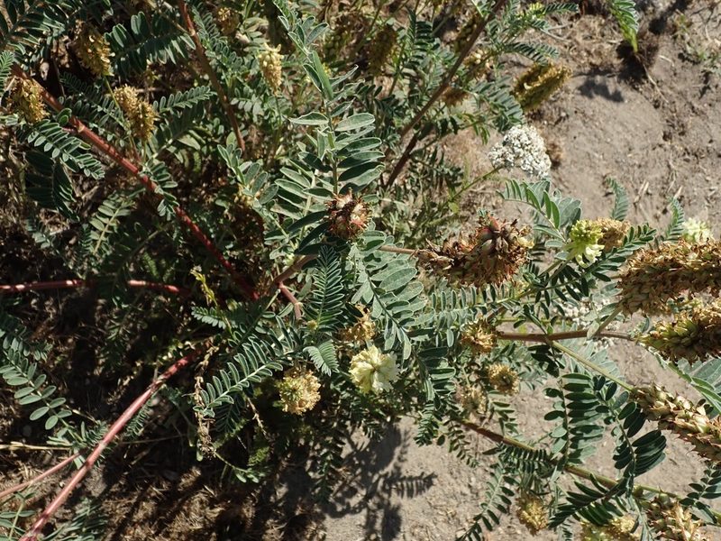 Astragalus pycnostachyus, photographed by joergmlpts