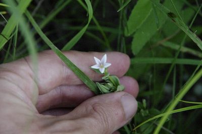 Spigelia hedyotidea, photographed by Eric Knight
