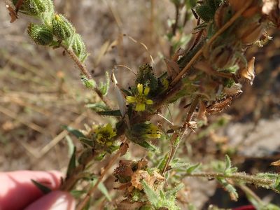 Madia sativa, photographed by joergmlpts