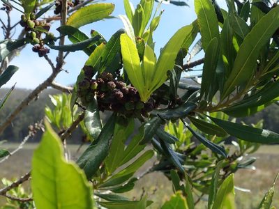 Myrica californica, photographed by joergmlpts