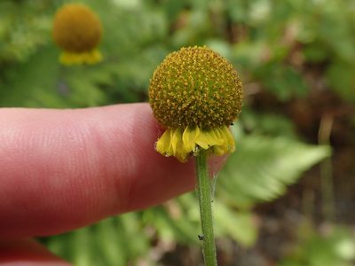 Helenium puberulum, photographed by joergmlpts