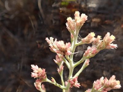 Pseudognaphalium ramosissimum, photographed by joergmlpts