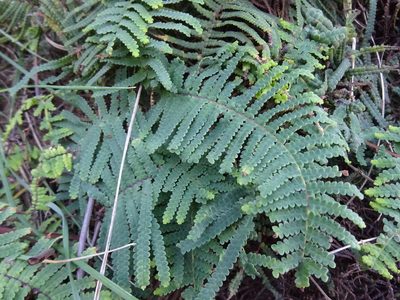 Gleichenia rupestris, photographed by Gary Williams