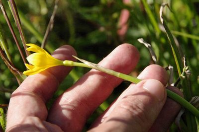 Zephyranthes pulchella, photographed by Eric Knight