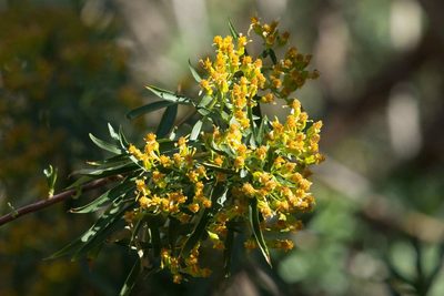 Barkleyanthus salicifolius, photographed by Mike Duran