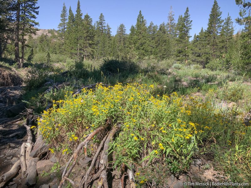 Arnica longifolia, photographed by Tim Messick