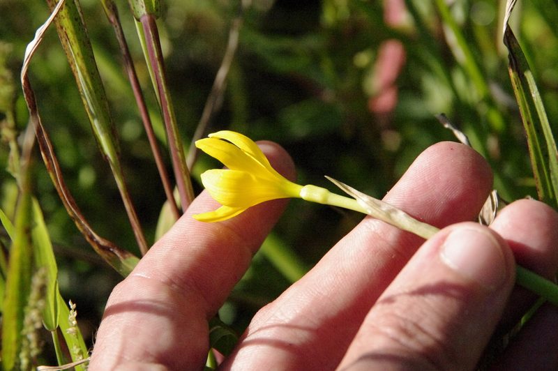 Zephyranthes pulchella, photographed by Eric Knight