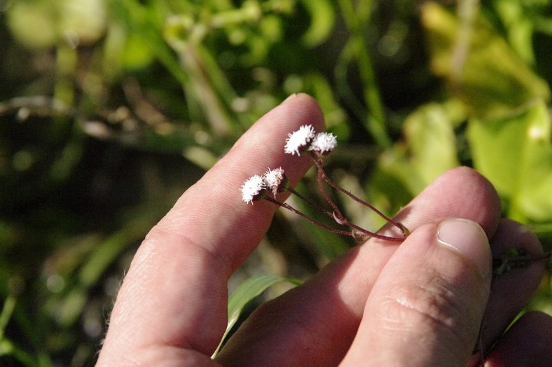 Trichocoronis wrightii, photographed by Eric Knight