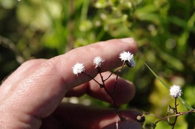 Trichocoronis wrightii, photographed by Eric Knight