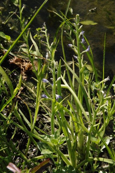 Heteranthera mexicana, photographed by Eric Knight